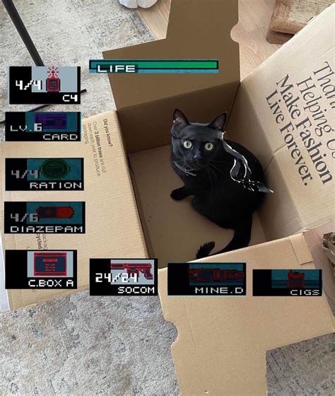 My IRL Snake (cardboard box) feat : r/metalgearsolid 